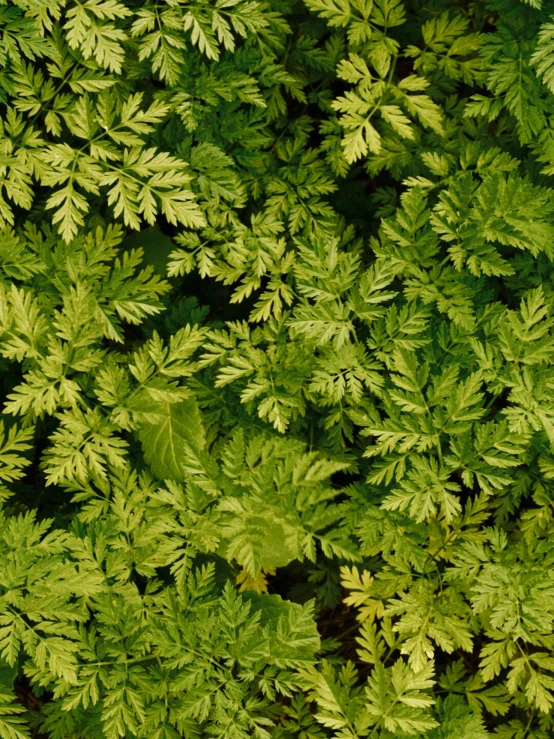 a tree is pictured, from above, with very green leaves