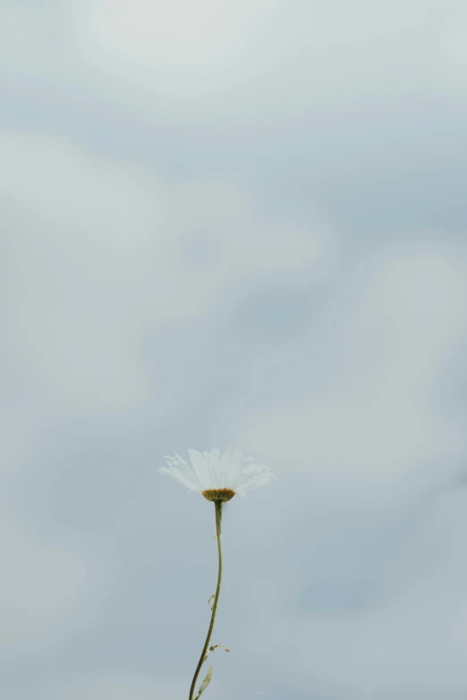 a white flower with no petals against a cloudy sky