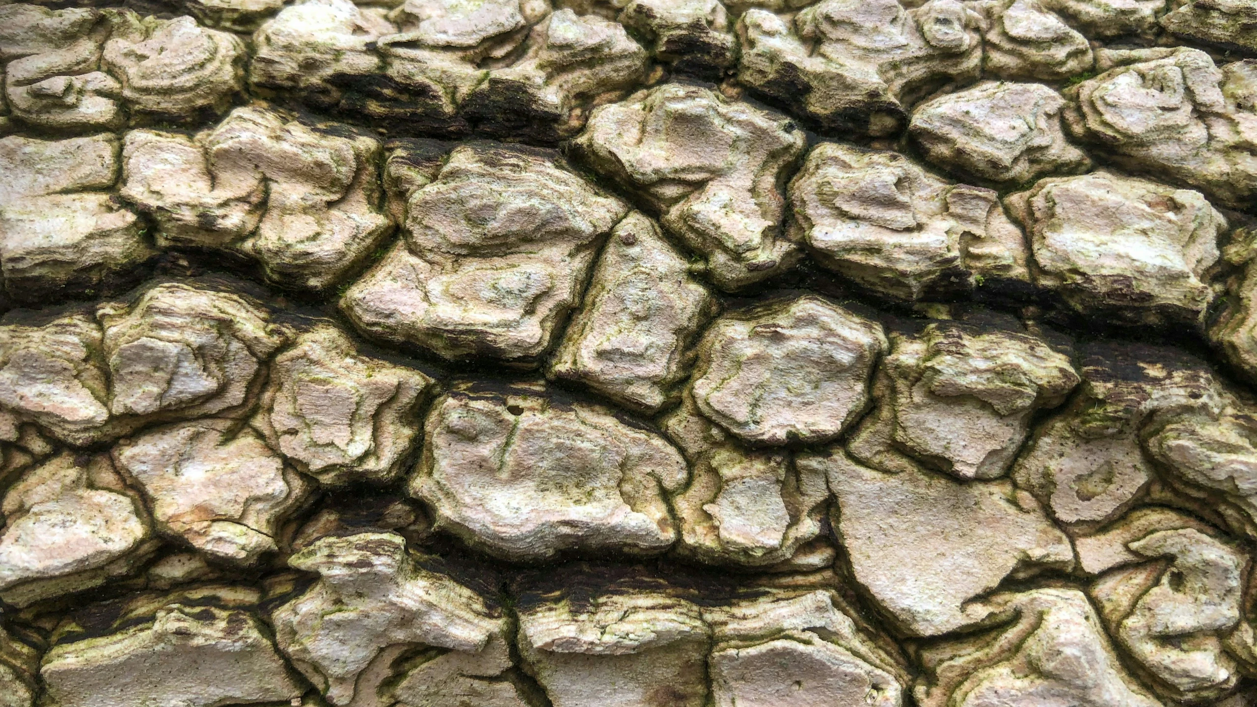 tree bark is shown with lots of rocks
