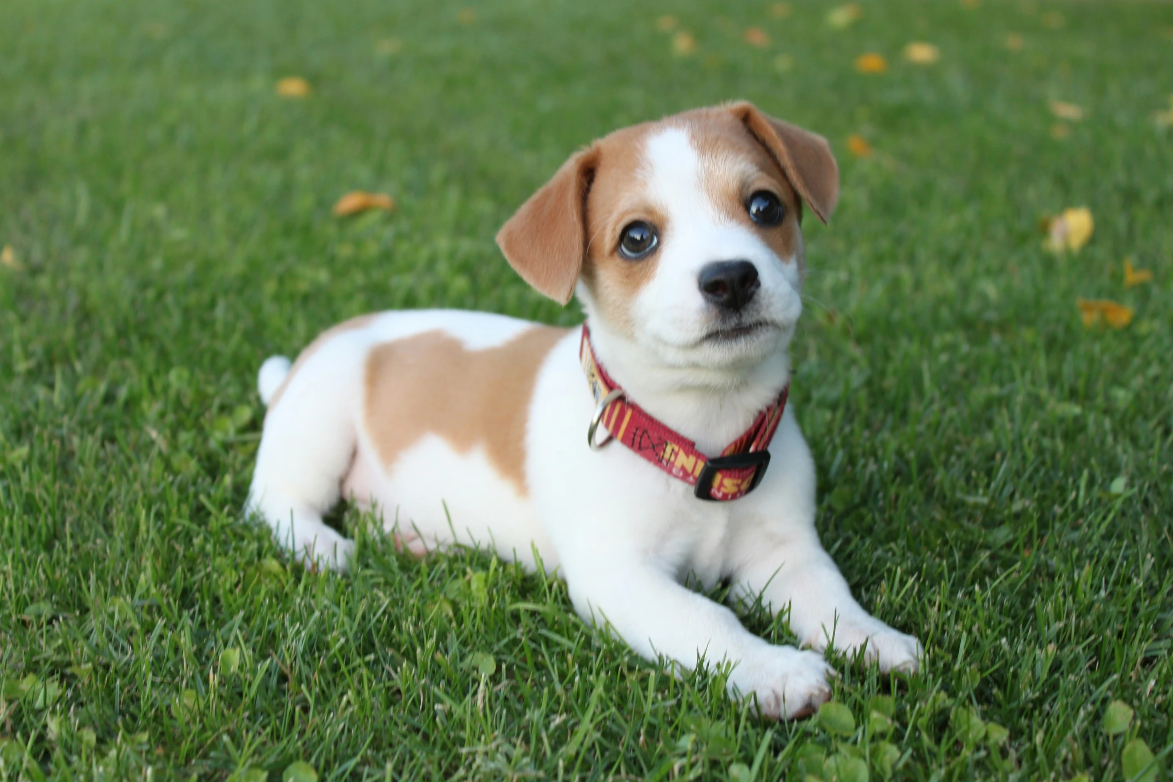 a white and brown puppy lays on the grass