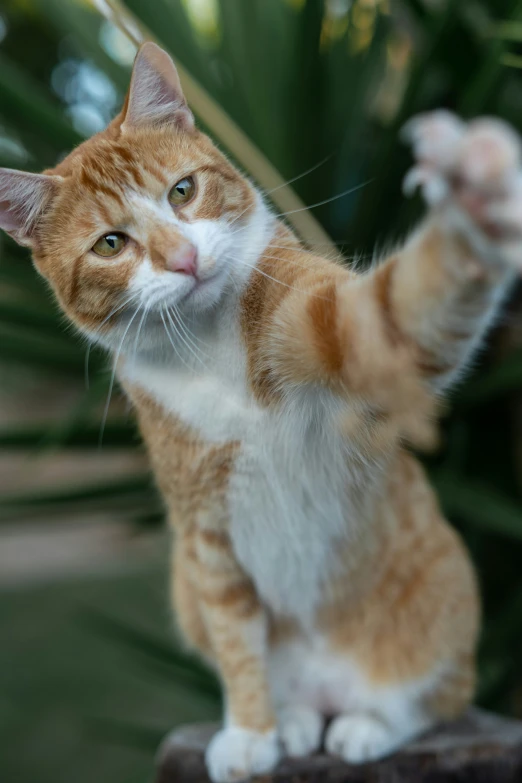 a cat with its paw up is stretching