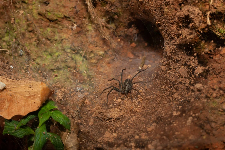 the small spider is sitting on the side of a rock