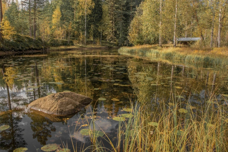 a small pond with rock in it surrounded by trees