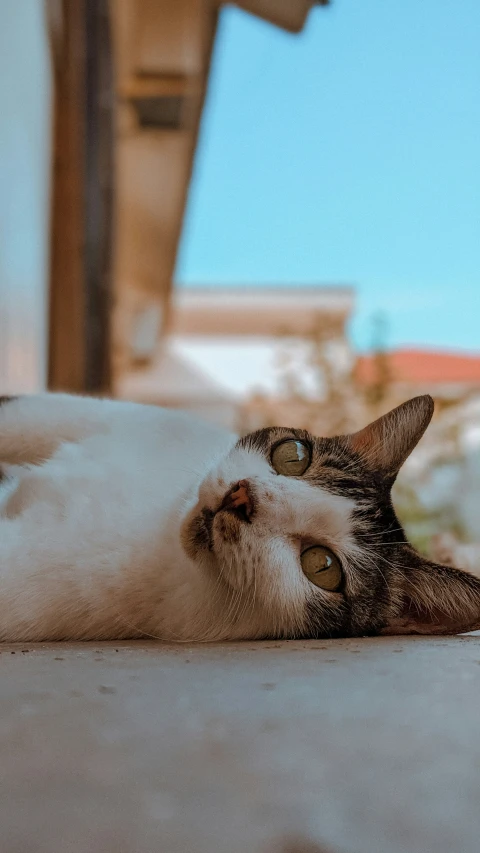 a white and brown cat laying on a roof