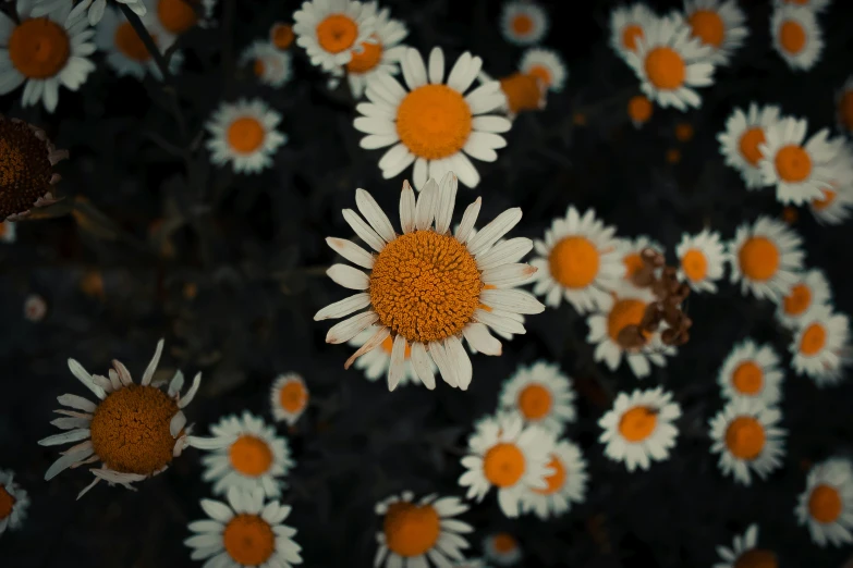 some white and orange flowers on a dark background