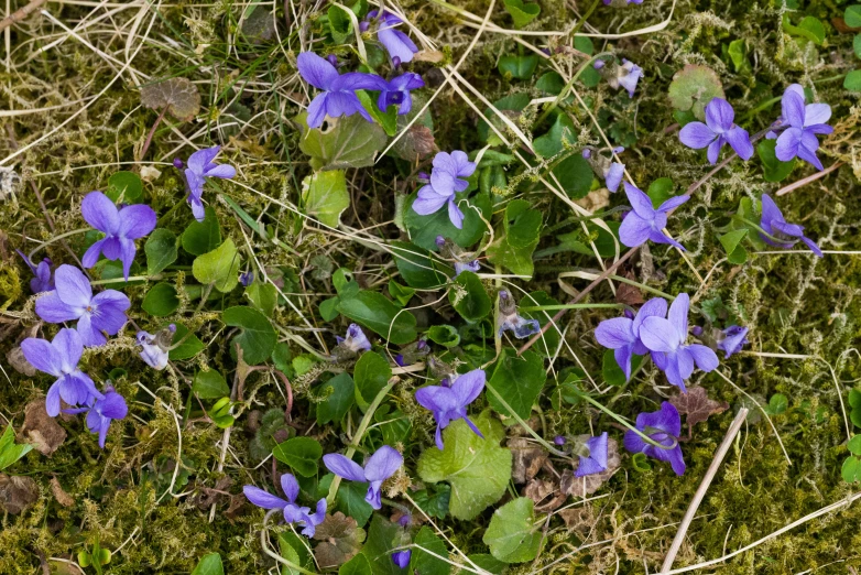small blue flowers growing out of the grass