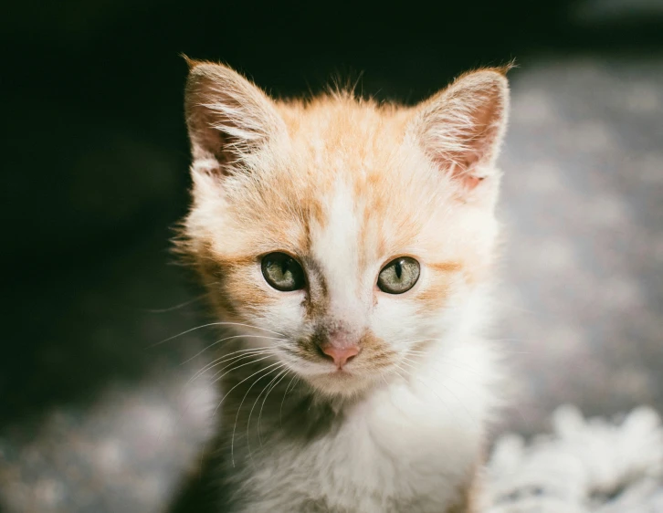 a small kitten is staring directly into the camera