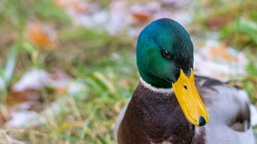 a single mallard is standing near another one