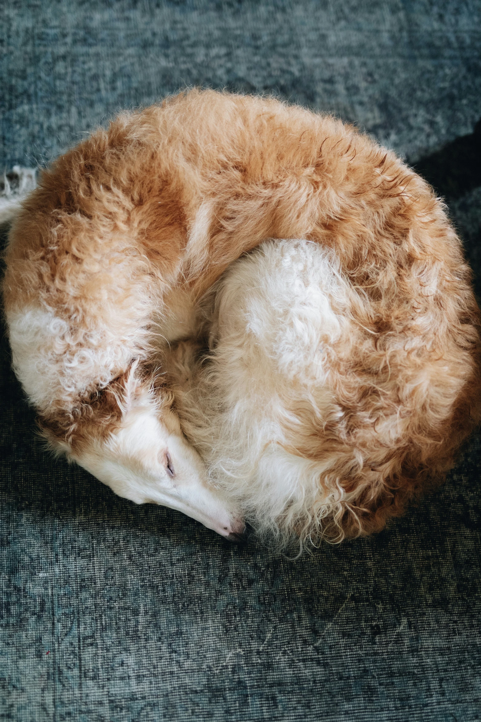 a dog curled up on the floor sleeping