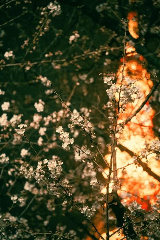 the reflection of trees in the water of a pond