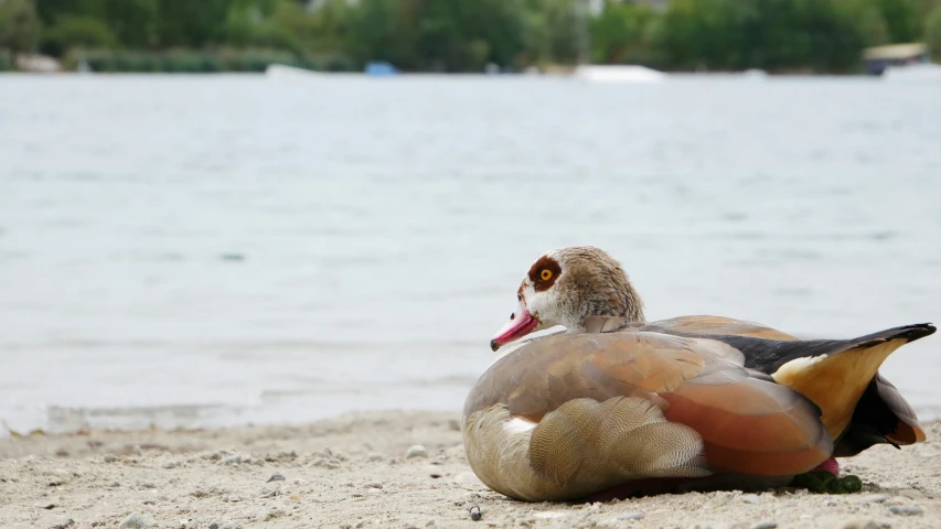 there is a stuffed duck on the sand by a body of water