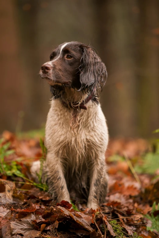 the wet dog has an odd look on his face