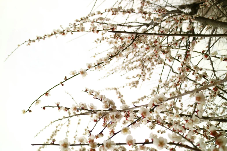 a flowering nch with white flowers on it