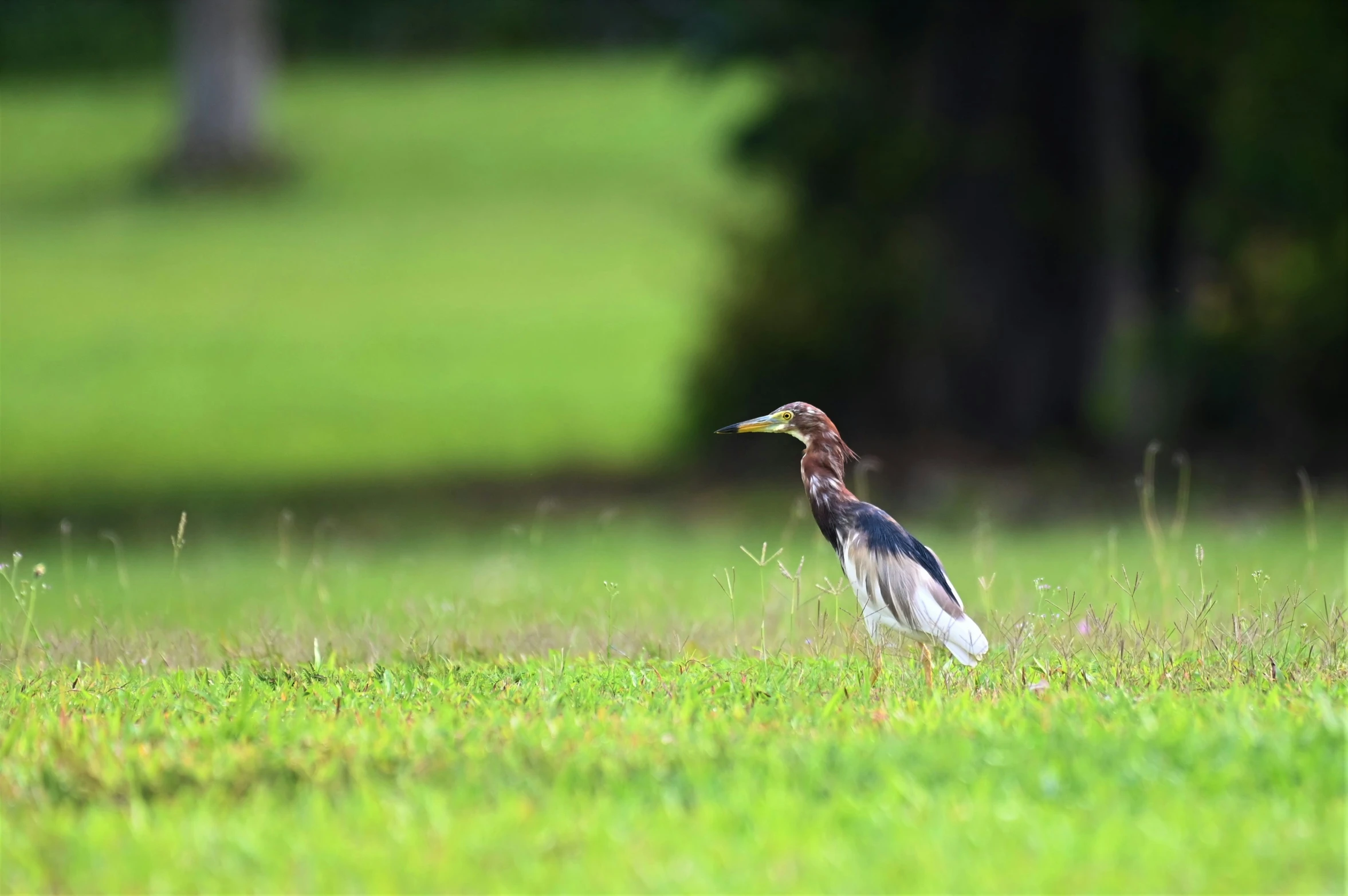 a bird standing in the middle of a grass covered field