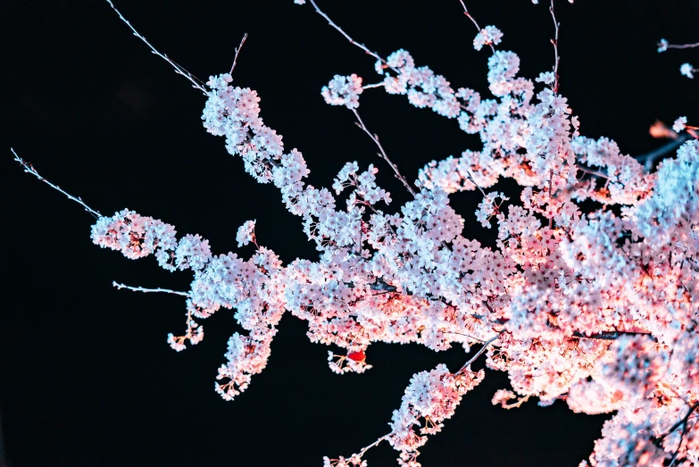 a lit up tree with some nches covered in pink flowers