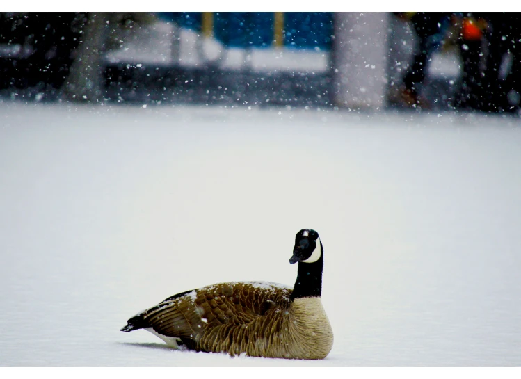 a duck is in the snow on a winter day