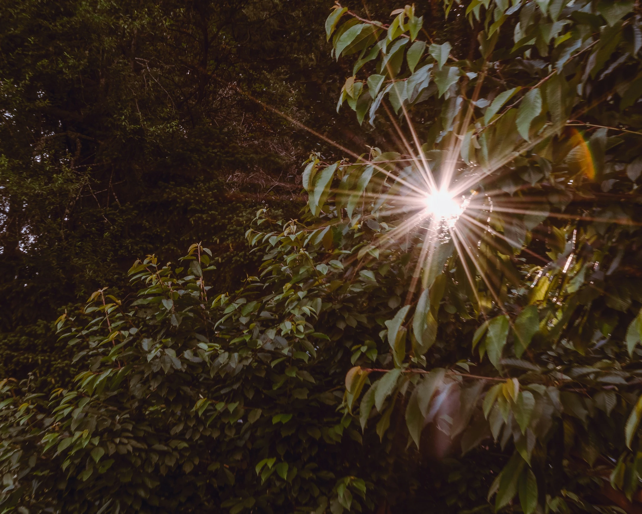 the sun shines brightly over the green leaves and trees