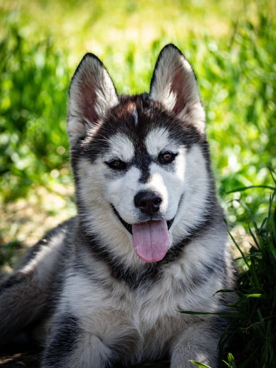 a husky dog laying in grass with its tongue hanging out