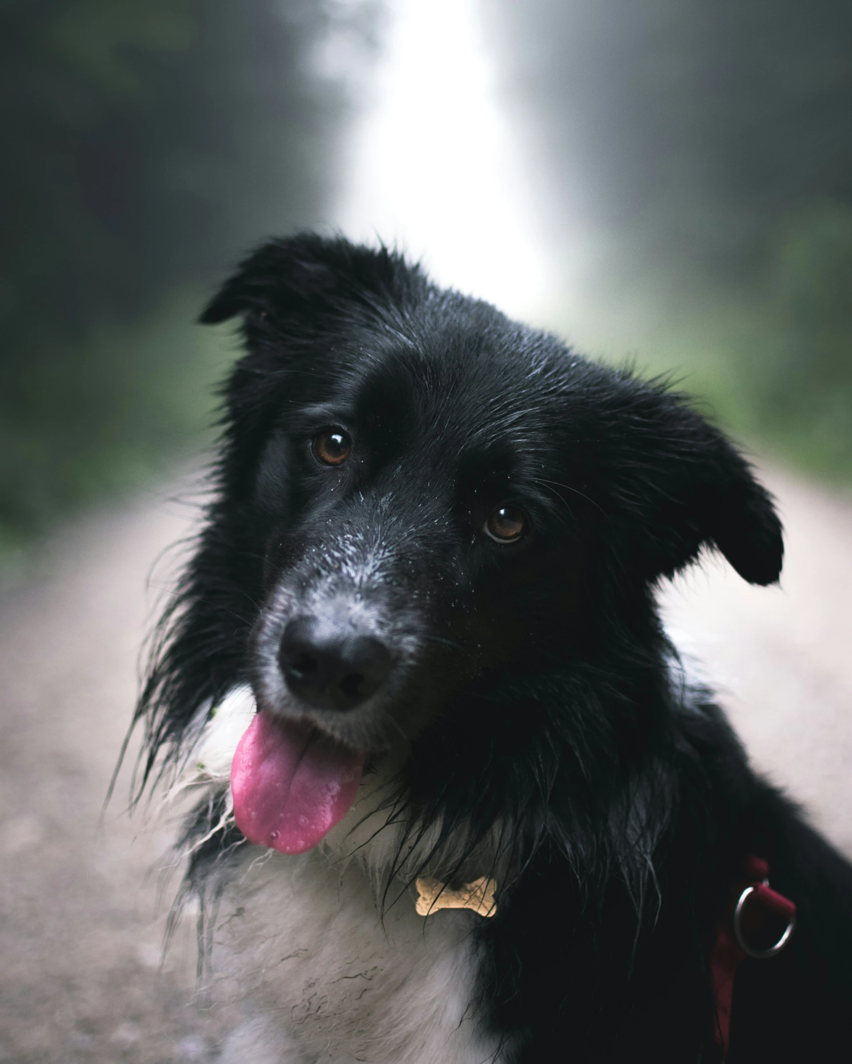 a black and white dog sitting on a gravel road