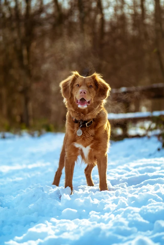 a brown dog is standing in the snow