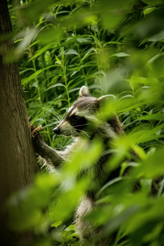 a rac crawling in a tree through the trees