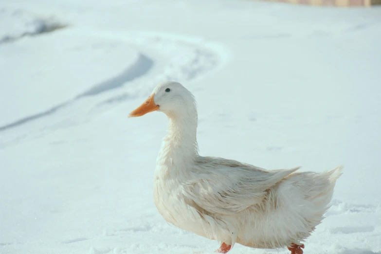 a white duck is walking across the snow