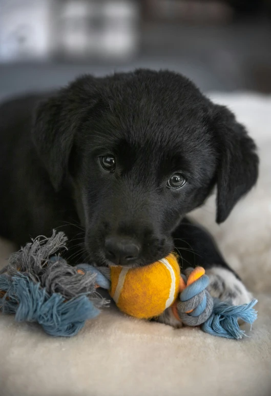 a puppy playing with a ball on top of a table