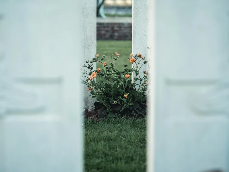 flowers are seen through an open doorway in a garden