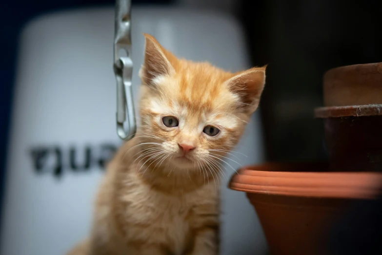a young orange tabby kitten sitting on a leash