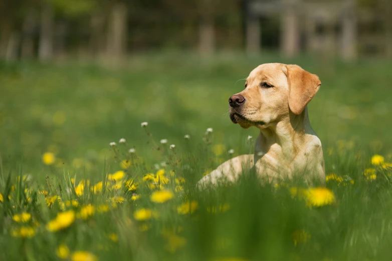 a dog is laying in a field full of yellow flowers