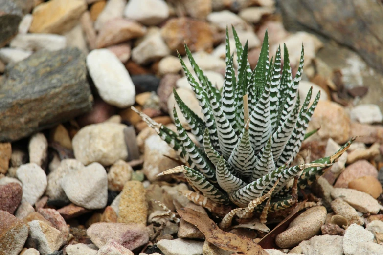 a small green plant in rocks and sand