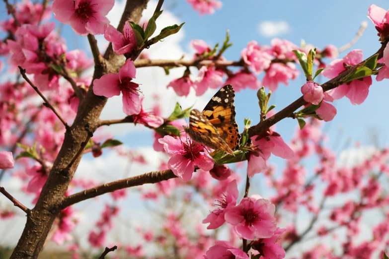 a erfly rests on the pink flowers of an oriental tree