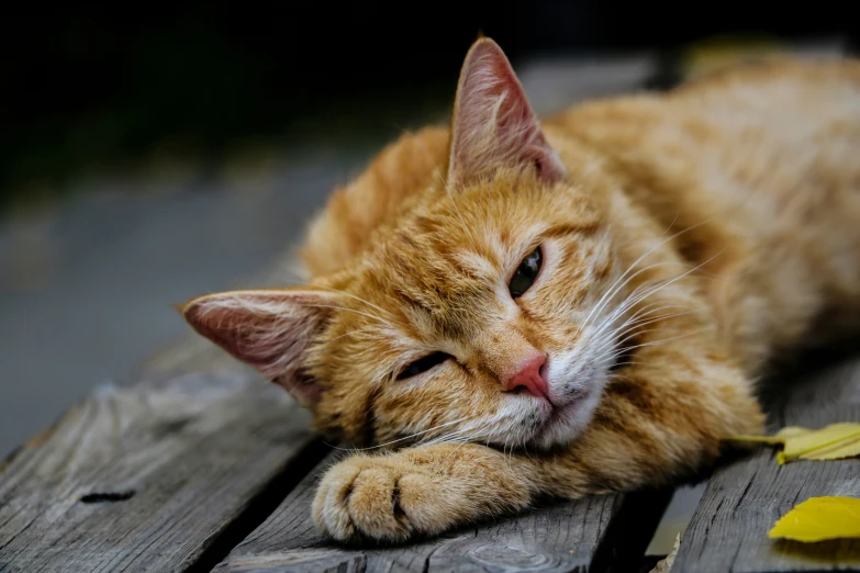 an orange cat that is laying on the wood