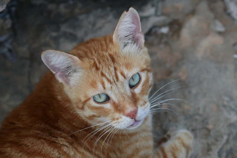 the orange cat is looking intently into the camera