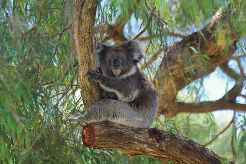 the koala is sitting in a tree eating