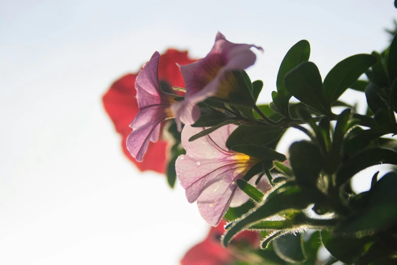 three flowers with green leaves against a white background