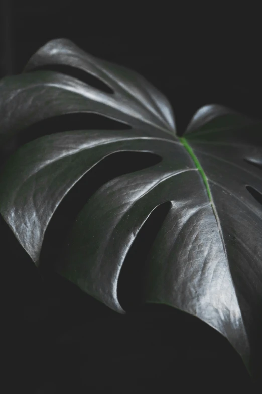 a large leaf with black background and a green line