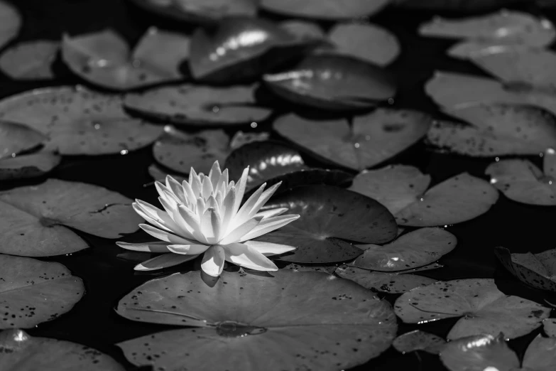 a white lily in a pond filled with green leaves