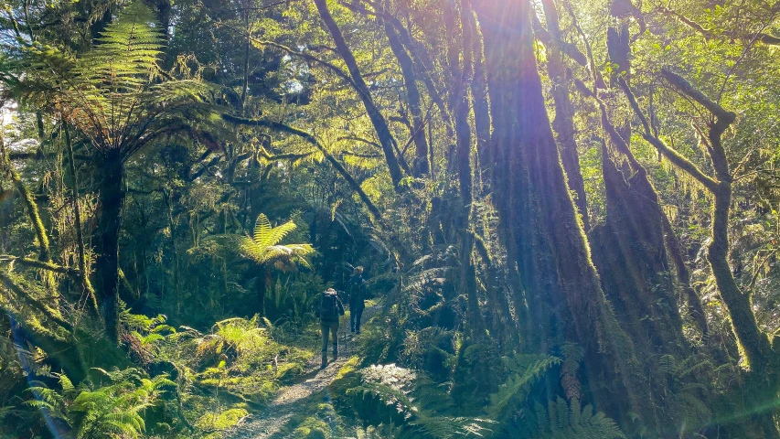 an image of the sun shining through some trees