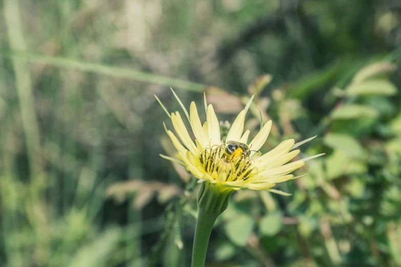 a small yellow flower with a bee on it