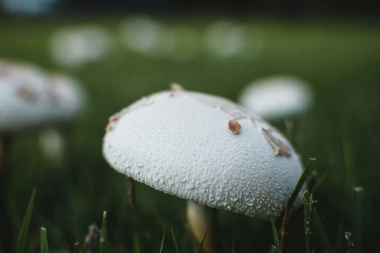 a field full of white mushrooms in the grass