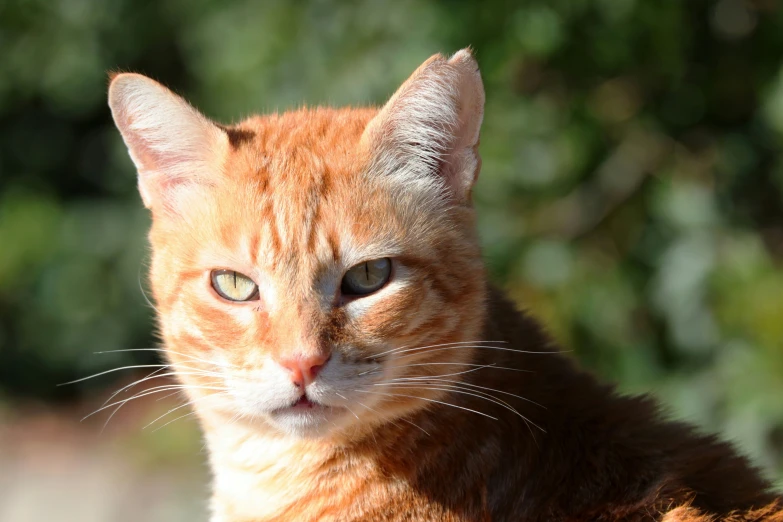 an orange and white striped cat with its eyes wide open