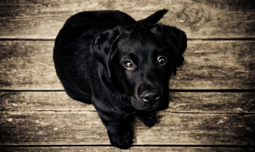 a black dog standing on a wooden deck