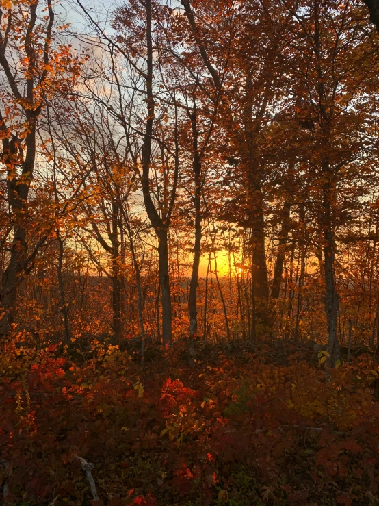 the sun is shining through trees that are changing colors