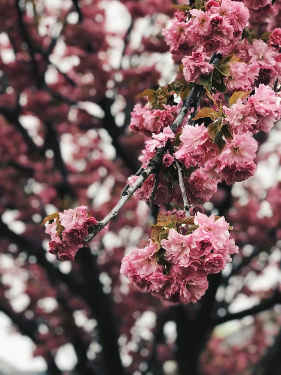 this po is of a nch of the blossoming trees