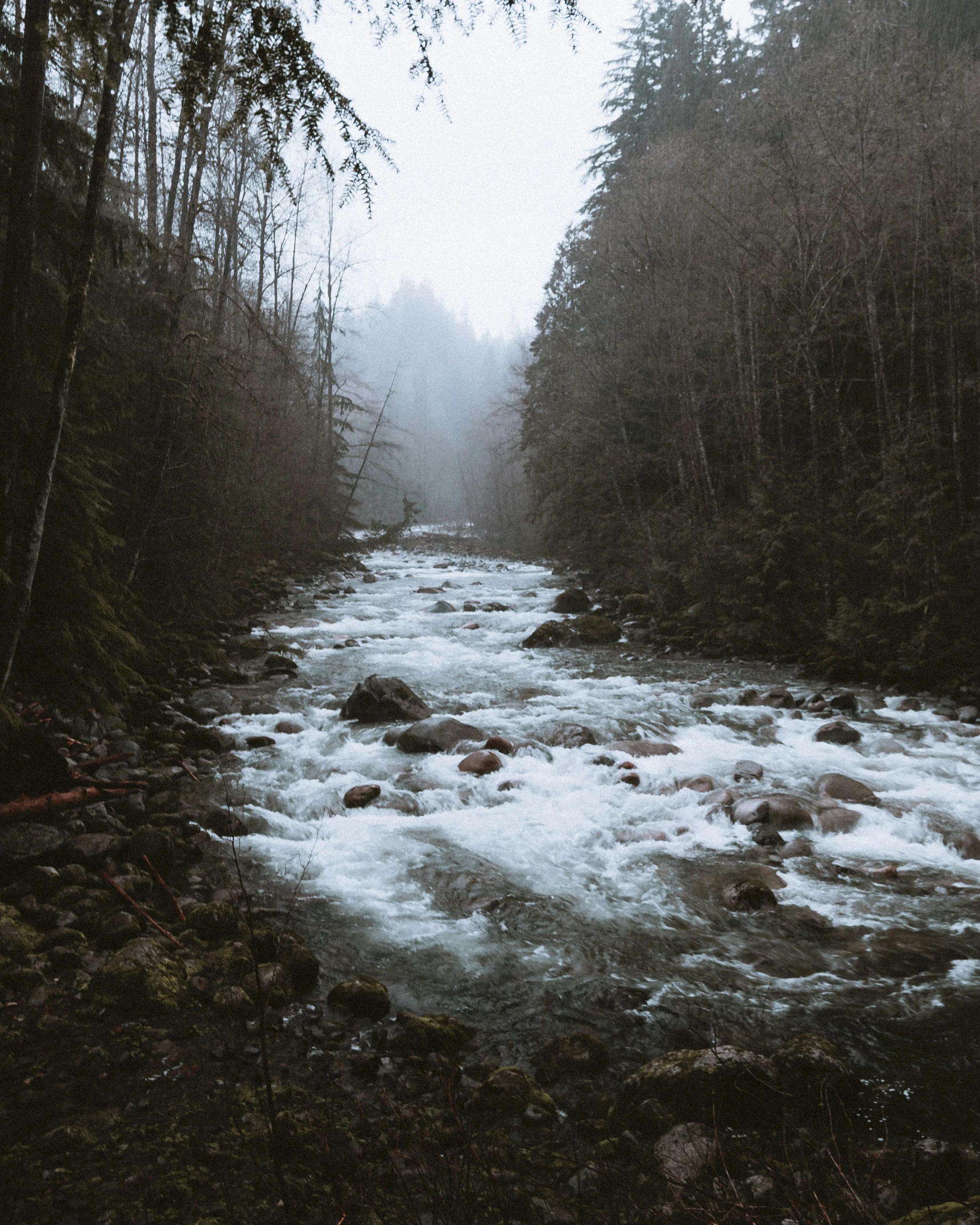 a river flowing through a dense forest in the rain