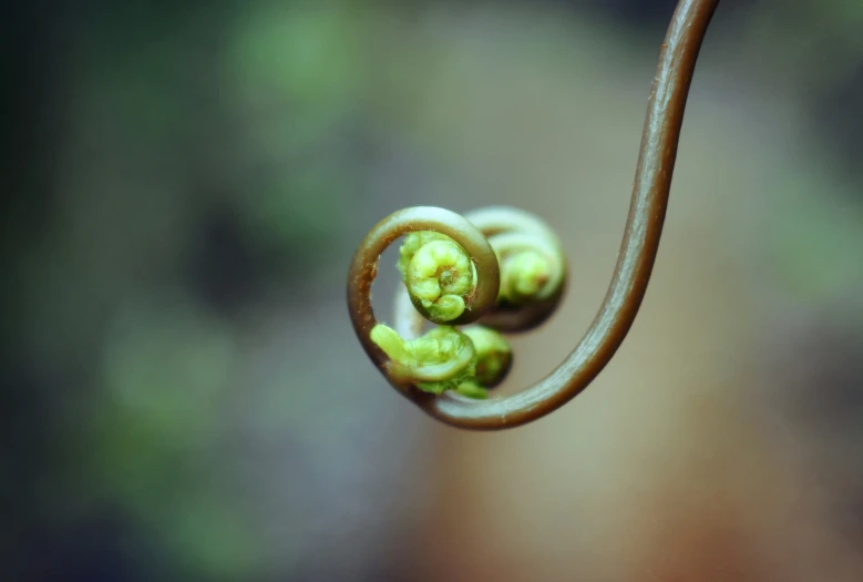 a close - up view of the inside of a flower stem