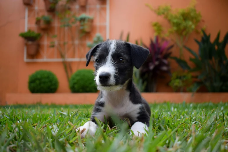 a little black and white puppy is sitting in the grass
