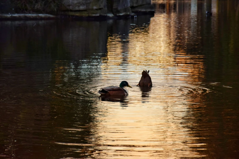 two ducks are swimming in the river at sunset