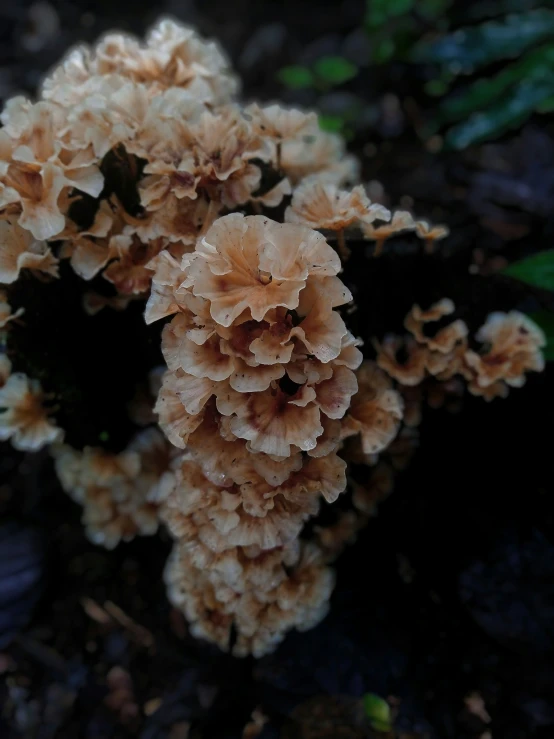 a close up of some yellow mushrooms in the ground